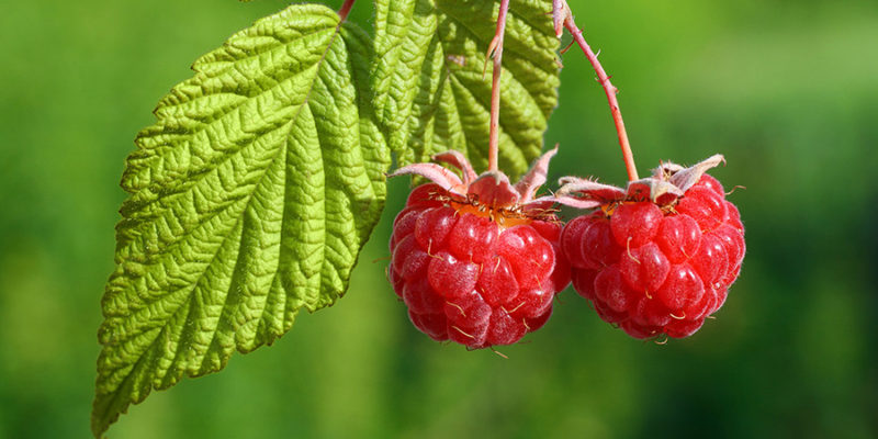 pair of raspberry with leaf